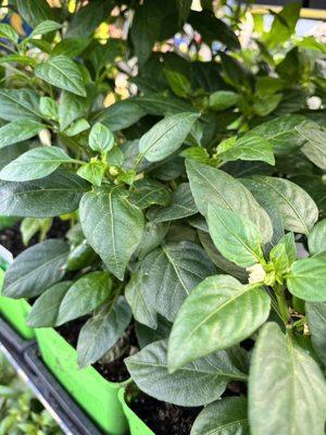 Tomato and pepper plants