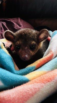 Ash the Kinkajou!