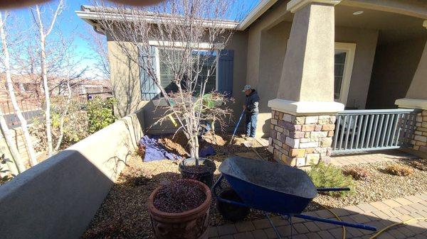 Planting of the Japanese maple by Jesus Ngu?