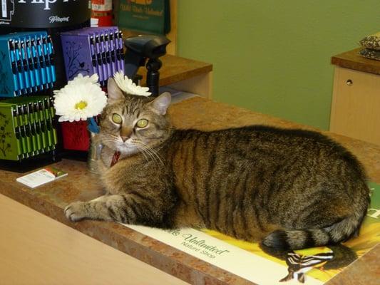 Jacks - guarding the counter