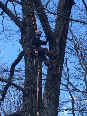 In a huge oak that needed dead limbed, with a big limb over house removed.