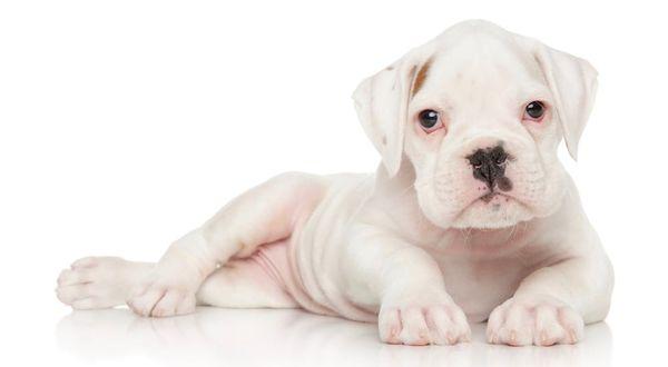 White Boxer puppies for sale