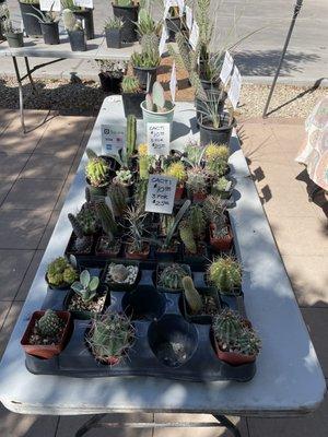 Small succulent stand