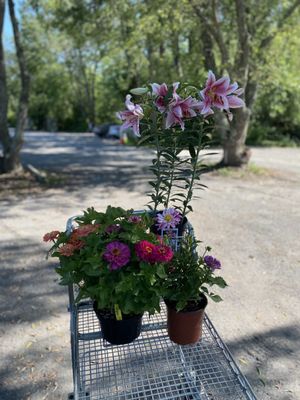 Three plants for under $50 at Russell's.