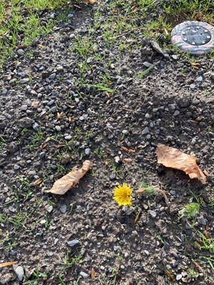 BEWARE!! Do not buy their premium topsoil!! I put down their top soil and after the first rain was left with tiny rocks.