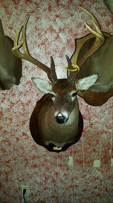 9 POINT Whitetail shoulder mount.