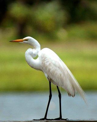 The Dataw Island golf courses are Audubon Sanctuary Certified. On any given day, you might find 70+ species and over 1000 birds!