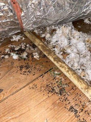 Rodent droppings in attic of rental home on Leo Ave., Shreveport, Remax rental