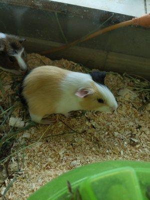 Guinea Pig