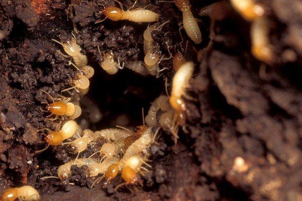 If you are in need of a Termite Bond in Charleston, SC or the surrounding areas, we have the best termite protection around! Call us today!