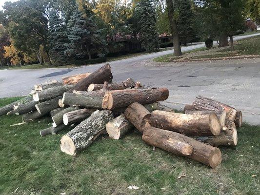 Neatly piled logs removed the next day.