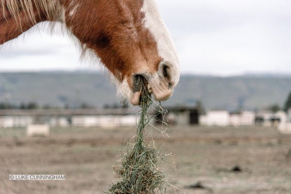 Ranch life | By 1985Luke Photography