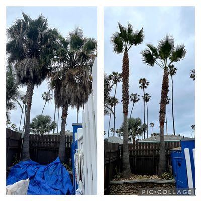 washingtonia palm trees