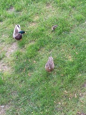 Just some really cute ducks