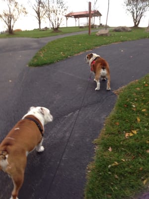 These are our buddies Oliver & Otis enjoying a walk in the park!