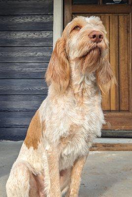 Spinone after a groom