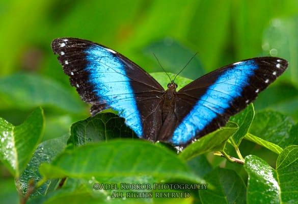 Achilles Blue Morpho Butterfly by Adel B. Korkor