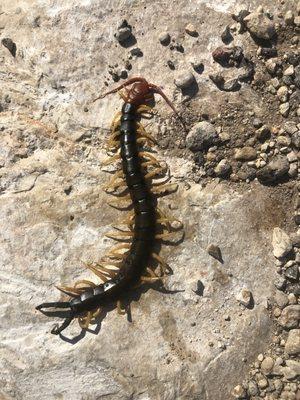 Texas Redheaded centipede! We see these across all of San Antonio during pest inspections, but more so in the outer rim of the 1604.