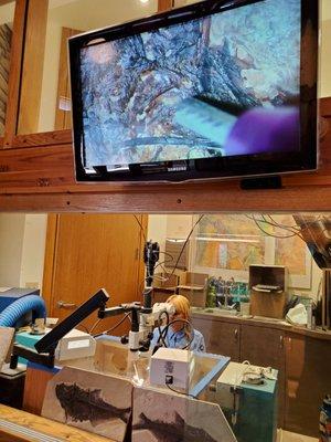 Ranger cleaning a fossil