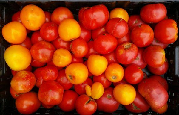 Bulk processing tomatoes