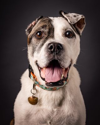 Senior dog portraits of Georgia. Her Mama loved the portfolio of images.