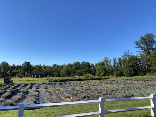 Lavender fields