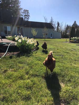 My chickens running to me for food