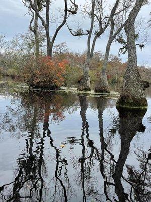 Merchants Millpond State Park