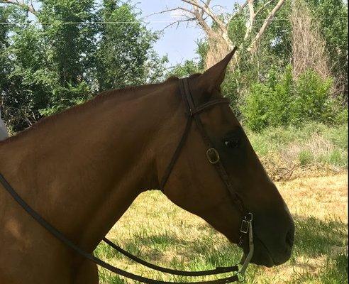 Lessons on safe trained school horses