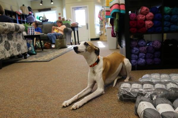 Poppy, the shop dog