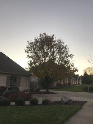 Pears trees are often damaged during high winds.