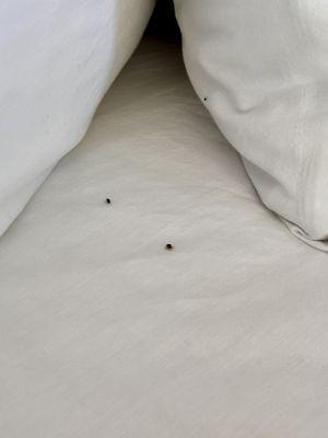 Bed Bug Infestation