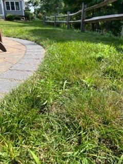 Weeds everywhere!!! Thanks for not taking care of my lawn at all...