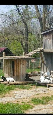 Nigerian dwarf goats