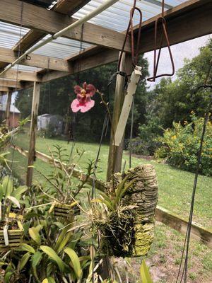 Small shade house orchid grower. Not all of the orchids are for sale but everyone is beautiful.