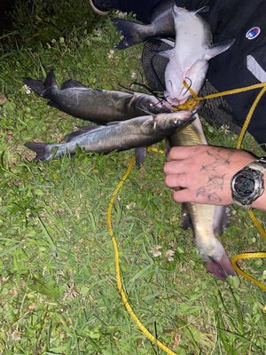 Catfish caught at Bill's Pay Lake