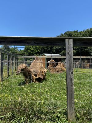 Camels with extremely matted fur