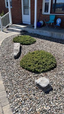 These shrubs were growing wild and encroaching on the large rocks. We trimmed and shaped them to start a healthy 2023 season!