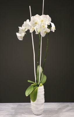 Contemporary Double Stem Phalo Orchid