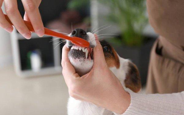 A dog gets his teeth brushed at Bonner Springs Animal Care Center, Bonner Springs, Kansas