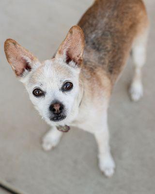 Small tan and white dog with big ears, looking up, standing on a concrete surface in Sacramento, captured by Cherish the Moment Photography