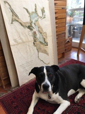 Emma Tulip loves maps!