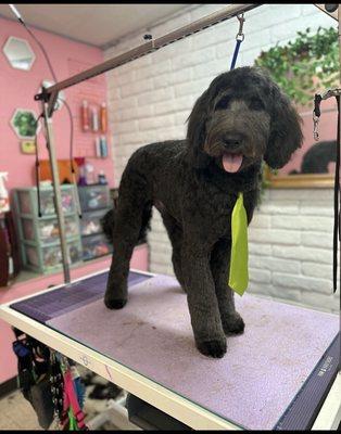 Aussiedoodle Grooming