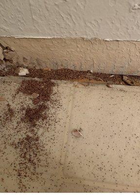 Termite issues.