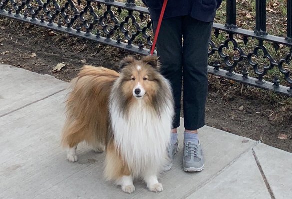 BEFORE: My Sheltie's long, feathered beard. It should NEVER be cut.