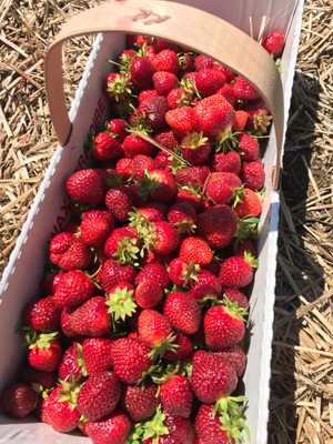 Amazing berries at Rossview farms.