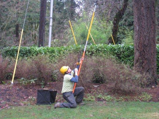 Arborist Setting Throw Line for Climbing Rope