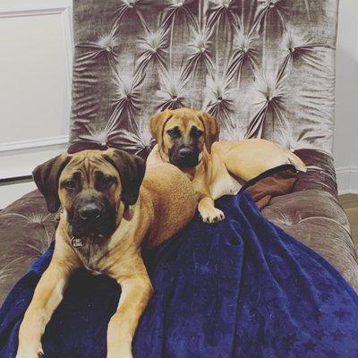 Sampson and Nala, African Boerboels