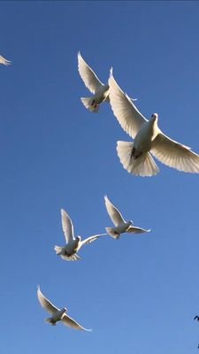 Awesome Doves, Middle TN White Dove Release