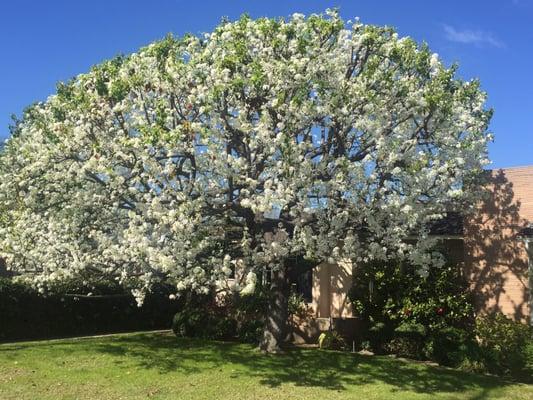 Our huge, gorgeous blossoming pear tree that Manuel of Southland Trees takes care of so that it is not cut too much when trimmed ;).